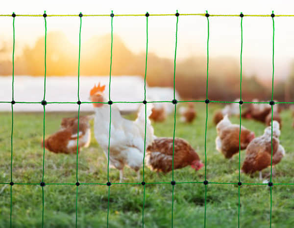 Poultry Netting